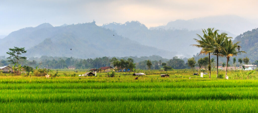 Lelang Tanah Kas Desa Dagan tahun 2025